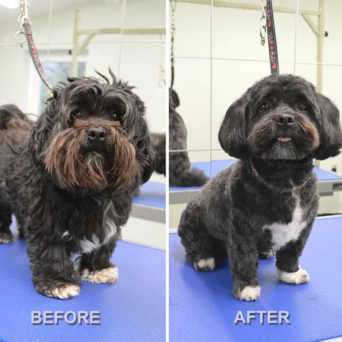 Archie, before and after his groom