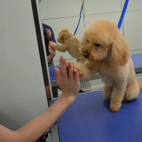 Bailey giving a high five after his groom