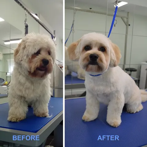 Chewie, before and after his groom