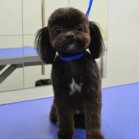 Ebony, freshly groomed