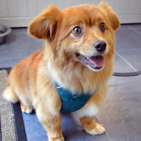 Elmo, all smiles at the parlour