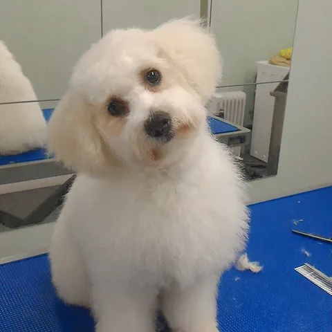 Kobi, freshly groomed