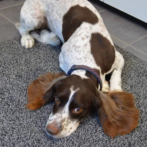 Marley, relaxing after his groom
