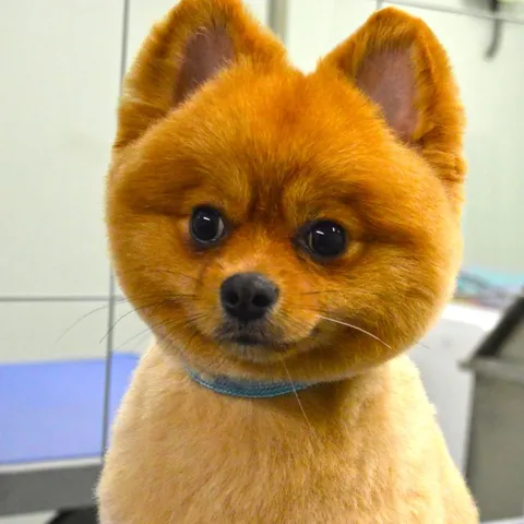 Norman, freshly groomed