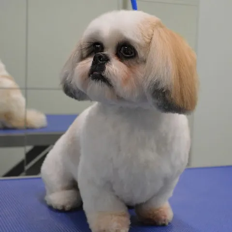 Phoebe, freshly groomed