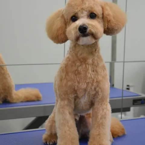 Reggie, freshly groomed