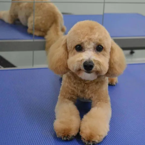 Reggie, looking dapper after his groom