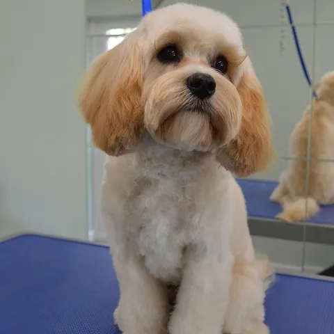 Rigby, freshly groomed