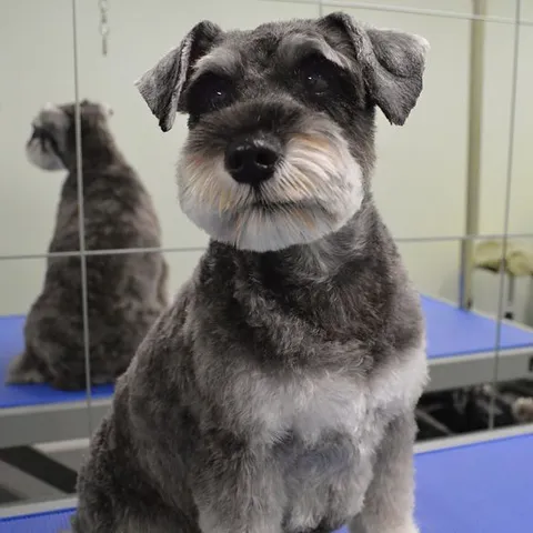 Roxy, freshly groomed