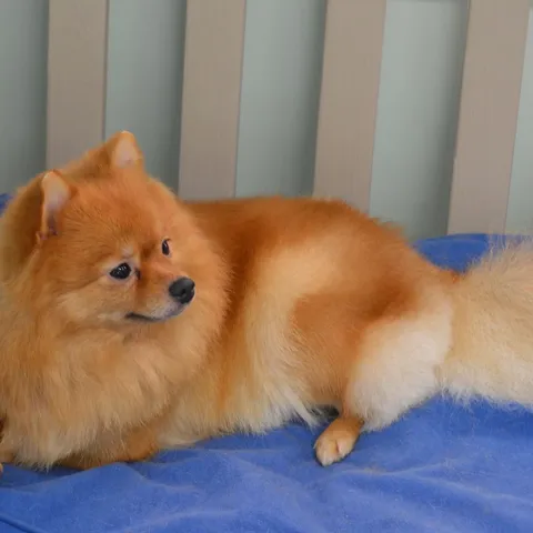 Sienna, showing off her fluffy coat