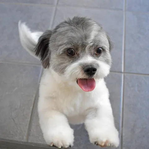 Another Toby, freshly groomed