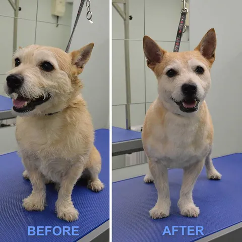 Bailey, freshly groomed