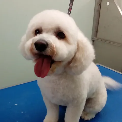 Bear, freshly groomed