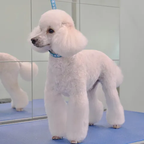 A happy client, freshly groomed