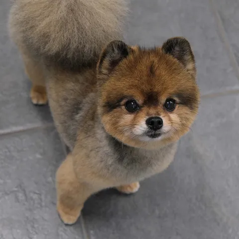 A freshly groomed toy poodle