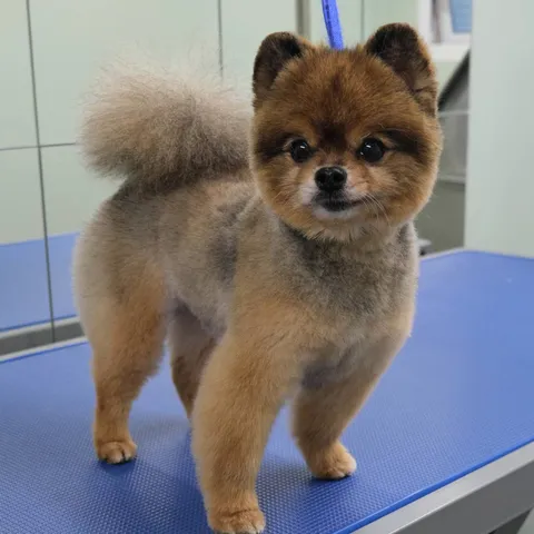 A freshly groomed Pomeranian