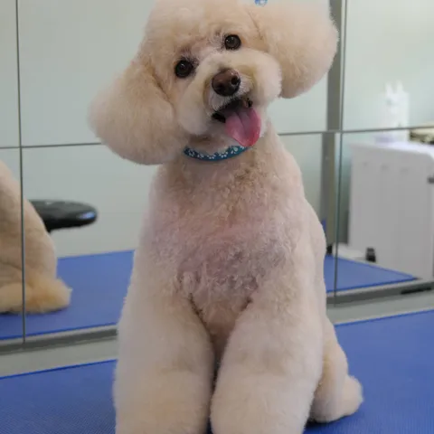A freshly groomed poodle, happy and relaxed
