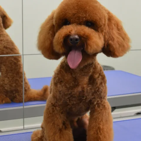 A freshly groomed client, ready to go home
