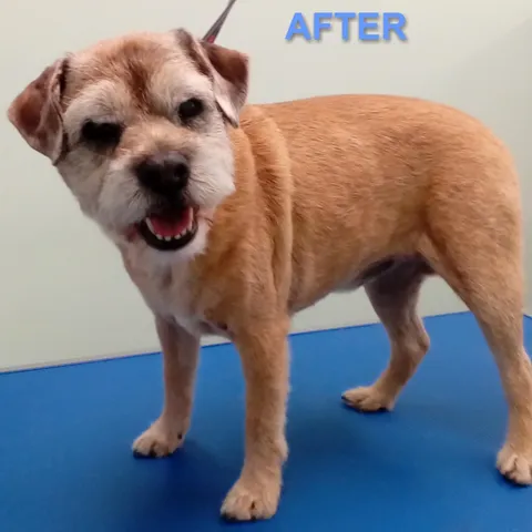 Gus after his groom