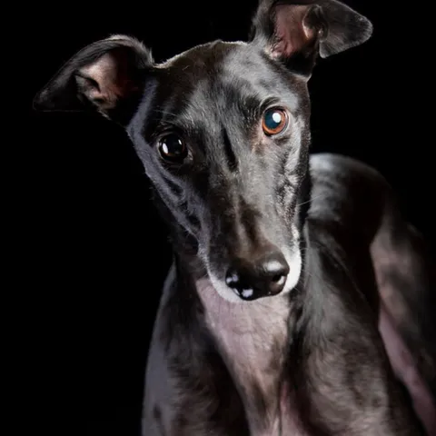 A greyhound with a glossy, well-groomed coat