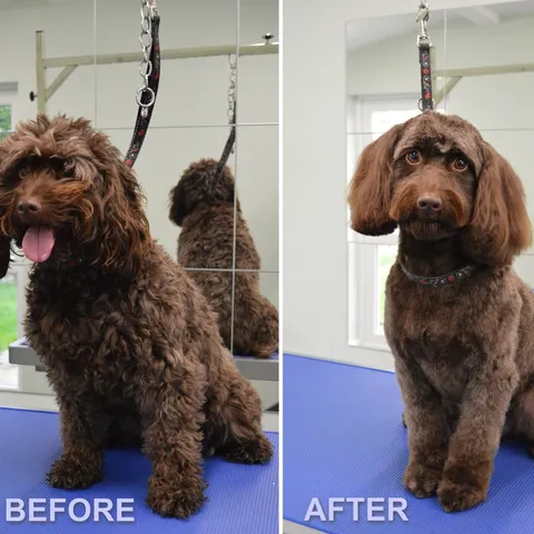 Kiki, freshly groomed