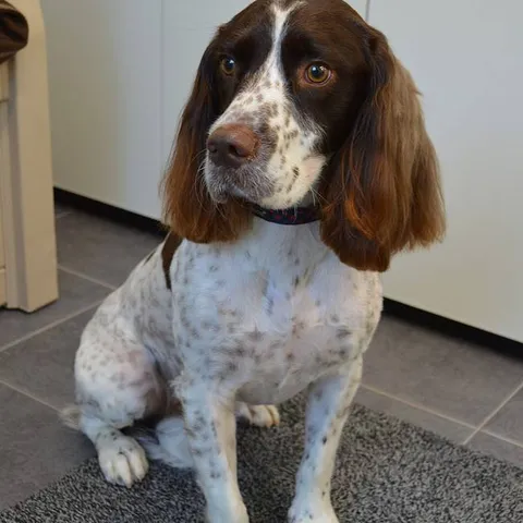 Marley after his groom