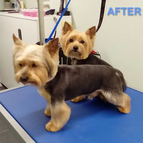 Two Yorkshire terriers, freshly groomed together