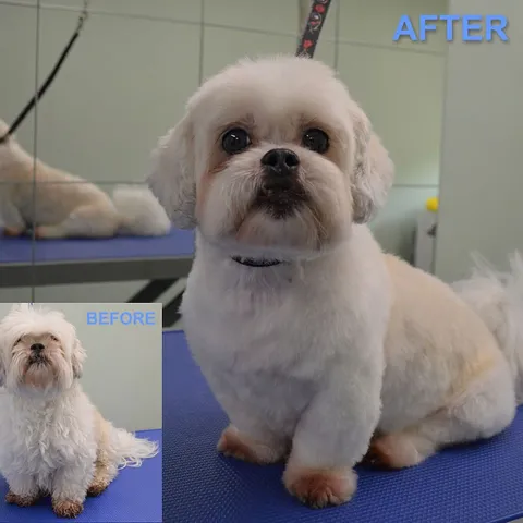 Scarlett after her groom