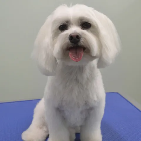 Snowy after her groom