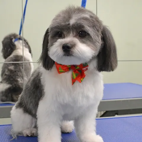 Toby, freshly groomed