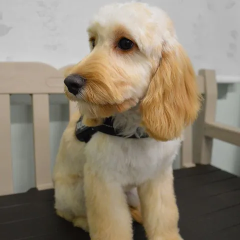 Willow, freshly groomed