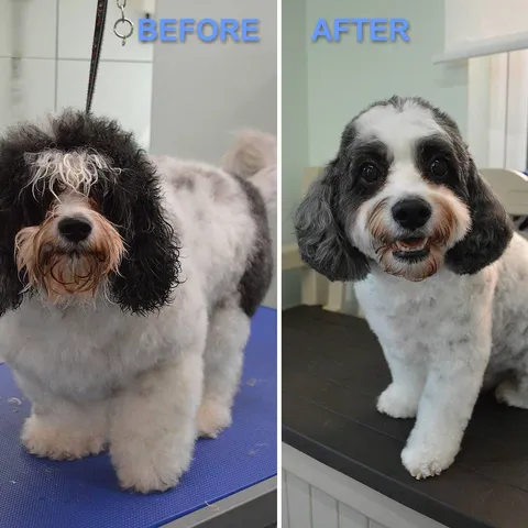 Winston after his groom